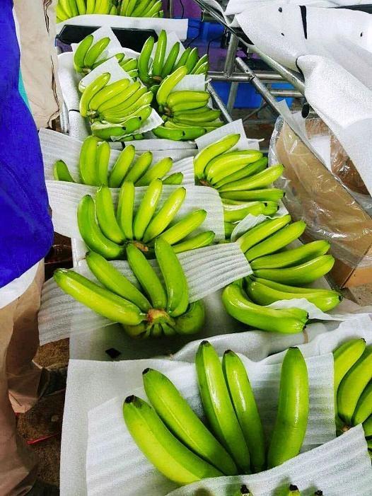 VIETNAMESE GREEN BANANA – FRESH / SOFT DRIED | BULK WHOLESALE FOR BANANA POWDER | EU & JAPAN EXPORT 4