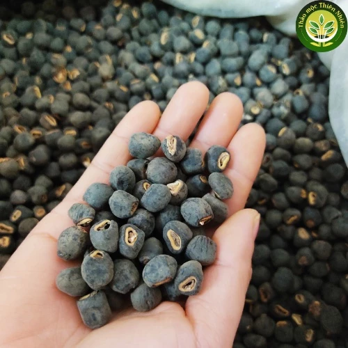 VIETNAMESE “CHUỐI CÔ ĐƠN” BANANA – ELEPHANT FOOT / LARGE-SEED TYPE | WHOLESALE