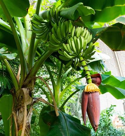 IQF FROZEN VIETNAMESE BANANA – DAK LAK | 20KG BULK VACUUM PACK | HACCP/ISO