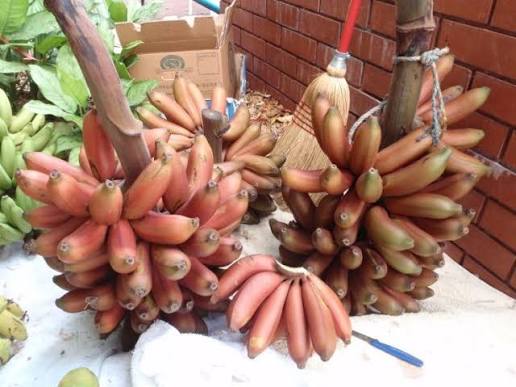 PREMIUM VIETNAMESE RED DWARF BANANAS – SWEET & AROMATIC | FRESH WHOLESALE 2