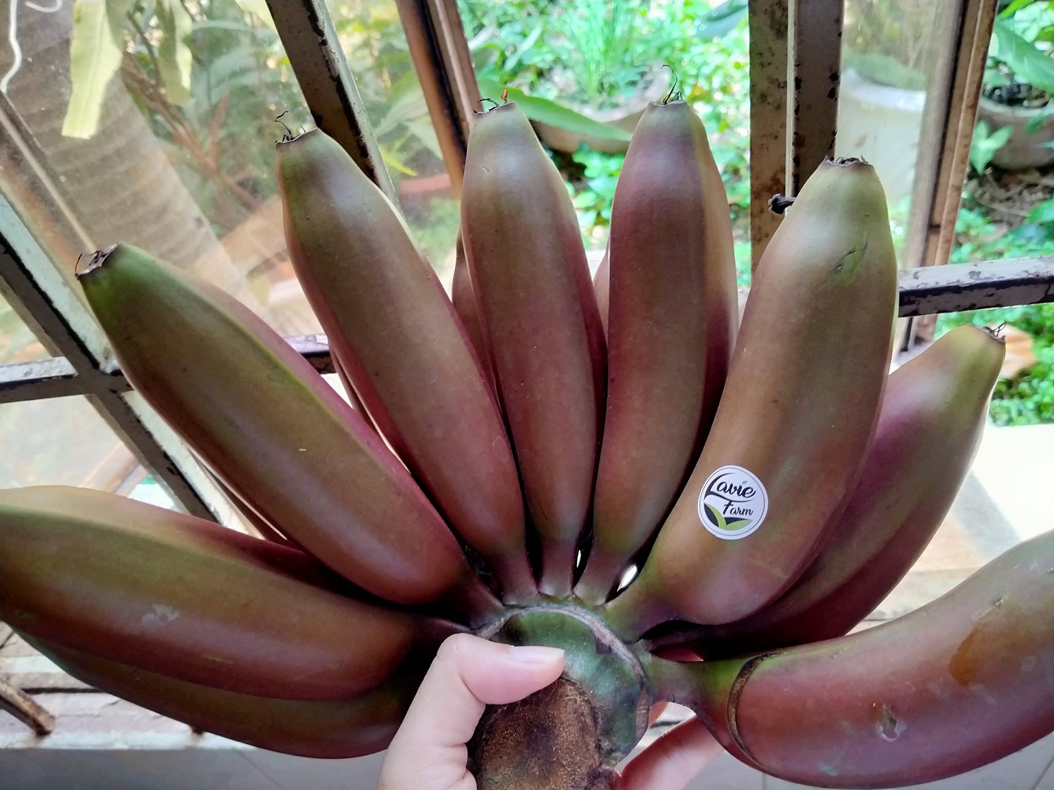PREMIUM VIETNAMESE RED DWARF BANANAS – SWEET & AROMATIC | FRESH WHOLESALE 3