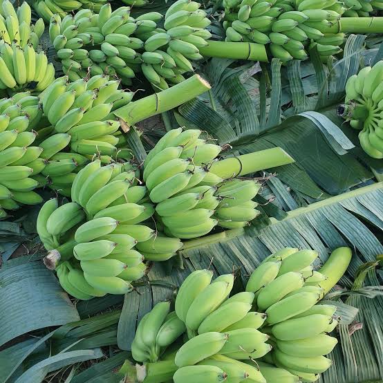 PREMIUM VIETNAMESE CHUỐI TÂY BANANA – FRESH & SWEET | WHOLESALE EXPORT 2