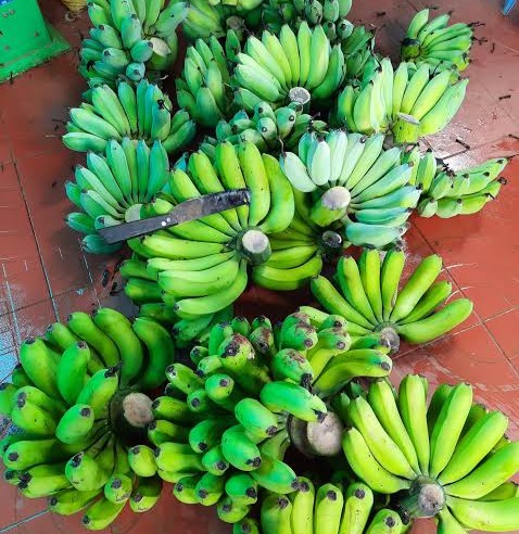 PREMIUM VIETNAMESE CAVENDISH BANANA – FRESH & SWEET | WHOLESALE EXPORT
