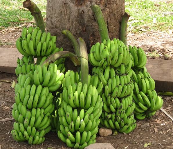 PREMIUM VIETNAMESE CAVENDISH BANANA – FRESH & SWEET | WHOLESALE EXPORT 2
