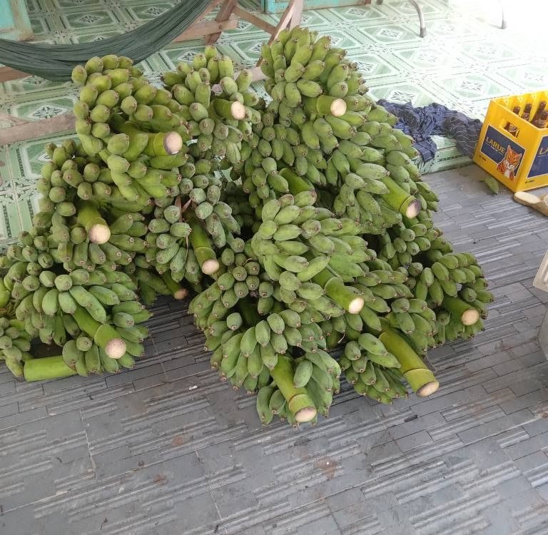 PREMIUM VIETNAMESE APPLE BANANA – HAU GIANG ORIGIN | FRESH WHOLESALE EXPORT