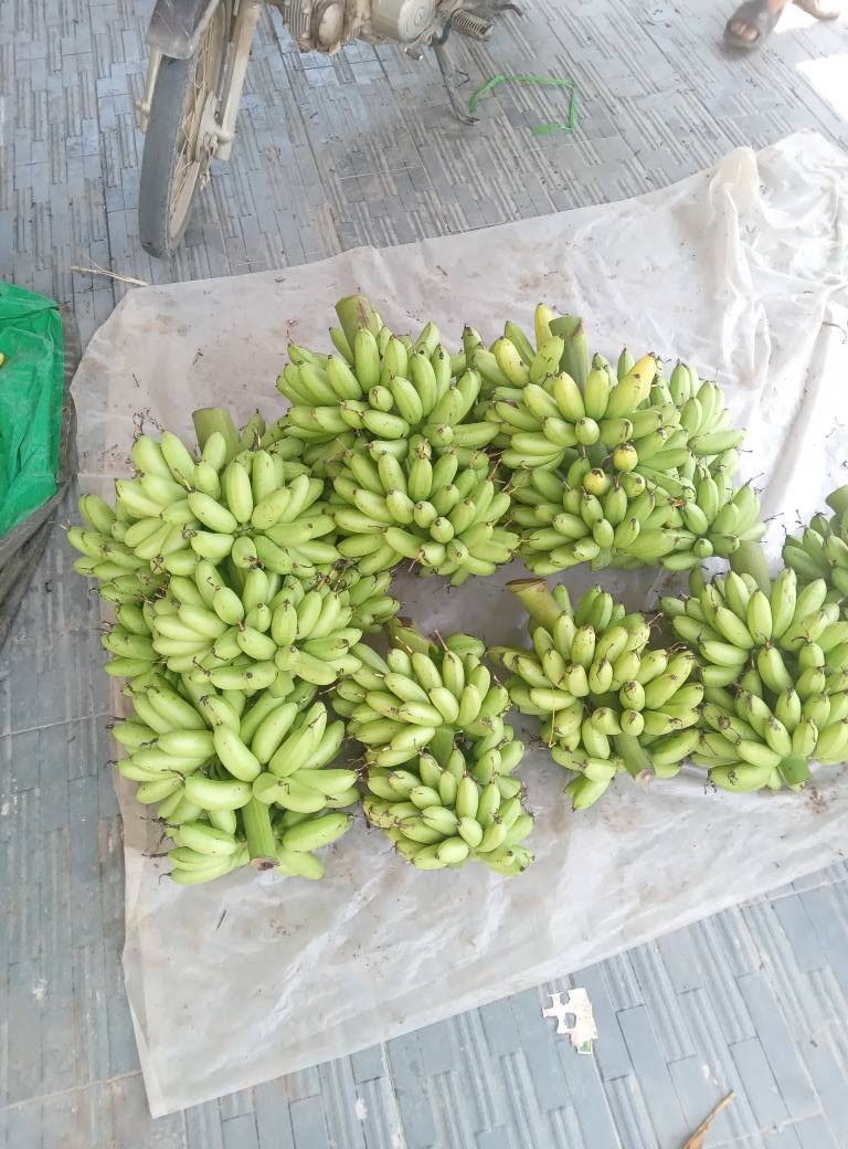 PREMIUM VIETNAMESE APPLE BANANA – HAU GIANG ORIGIN | FRESH WHOLESALE EXPORT 2