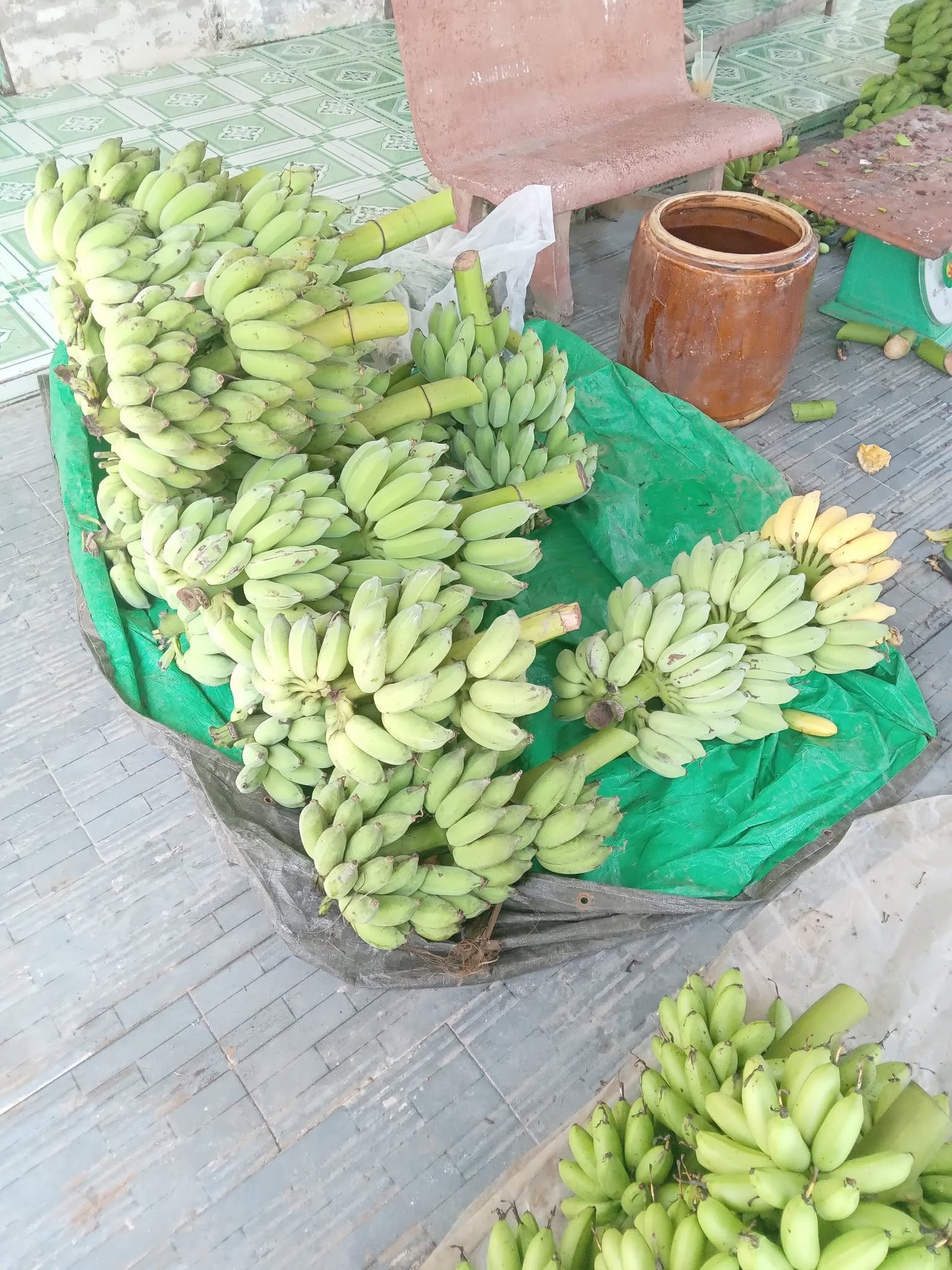 PREMIUM VIETNAMESE APPLE BANANA – HAU GIANG ORIGIN | FRESH WHOLESALE EXPORT 3
