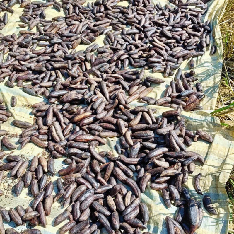PREMIUM VIETNAMESE WILD SEEDED BANANA – FOR ALCOHOL INFUSION | WHOLESALE 2