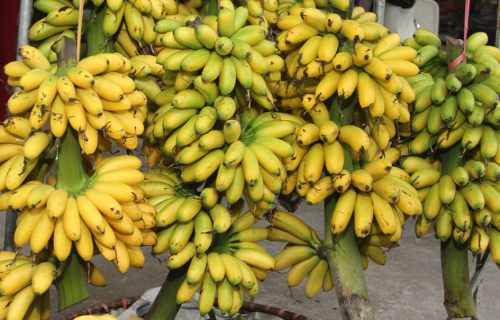 PREMIUM VIETNAMESE KING BANANA – FRESH & SWEET | WHOLESALE EXPORT 3