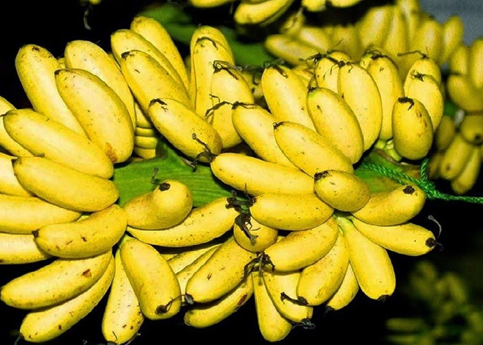 PREMIUM VIETNAMESE KING BANANA – FRESH & SWEET | WHOLESALE EXPORT 4