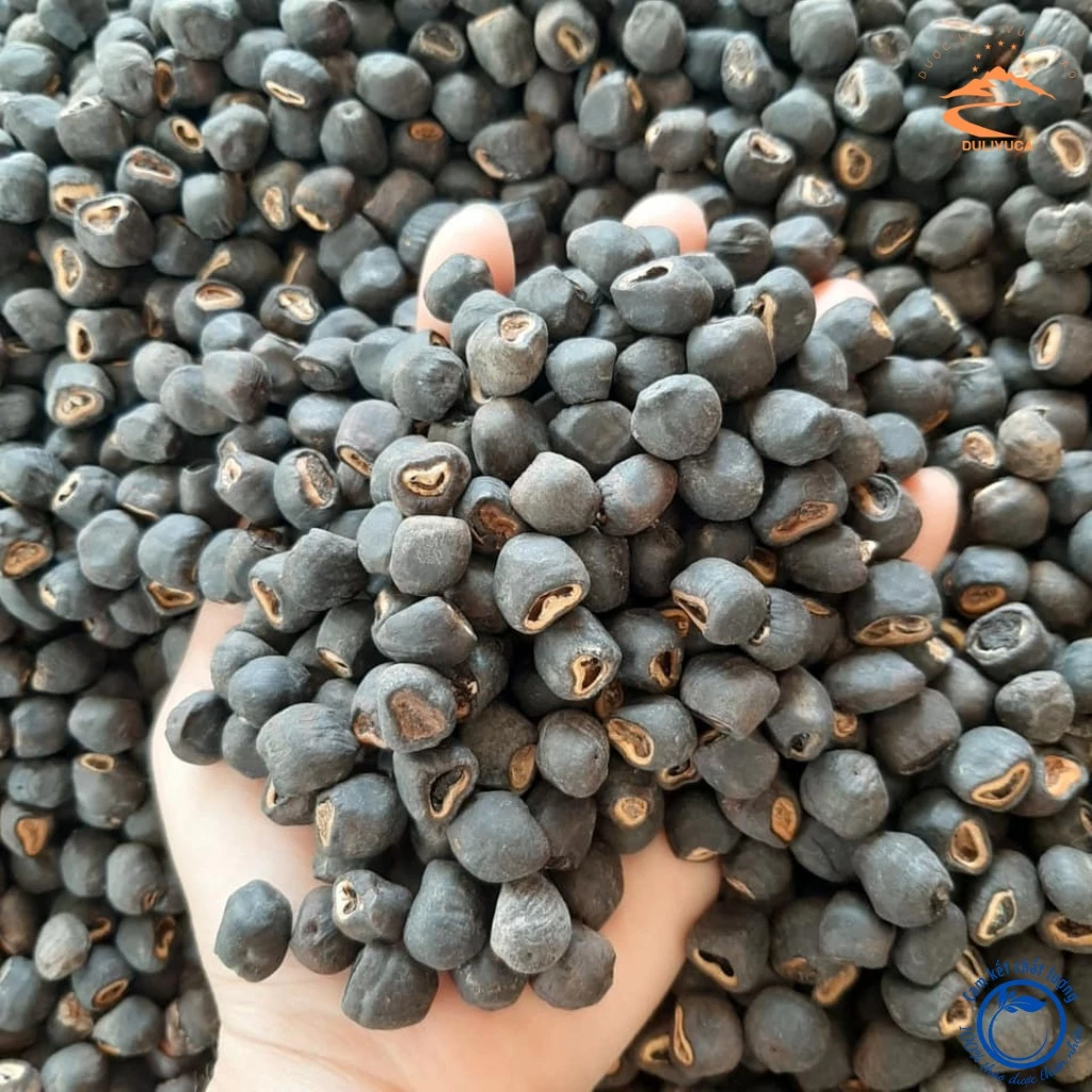 PREMIUM VIETNAMESE LONELY BANANA SEEDS – NINH THUẬN | WHOLESALE EXPORT 2