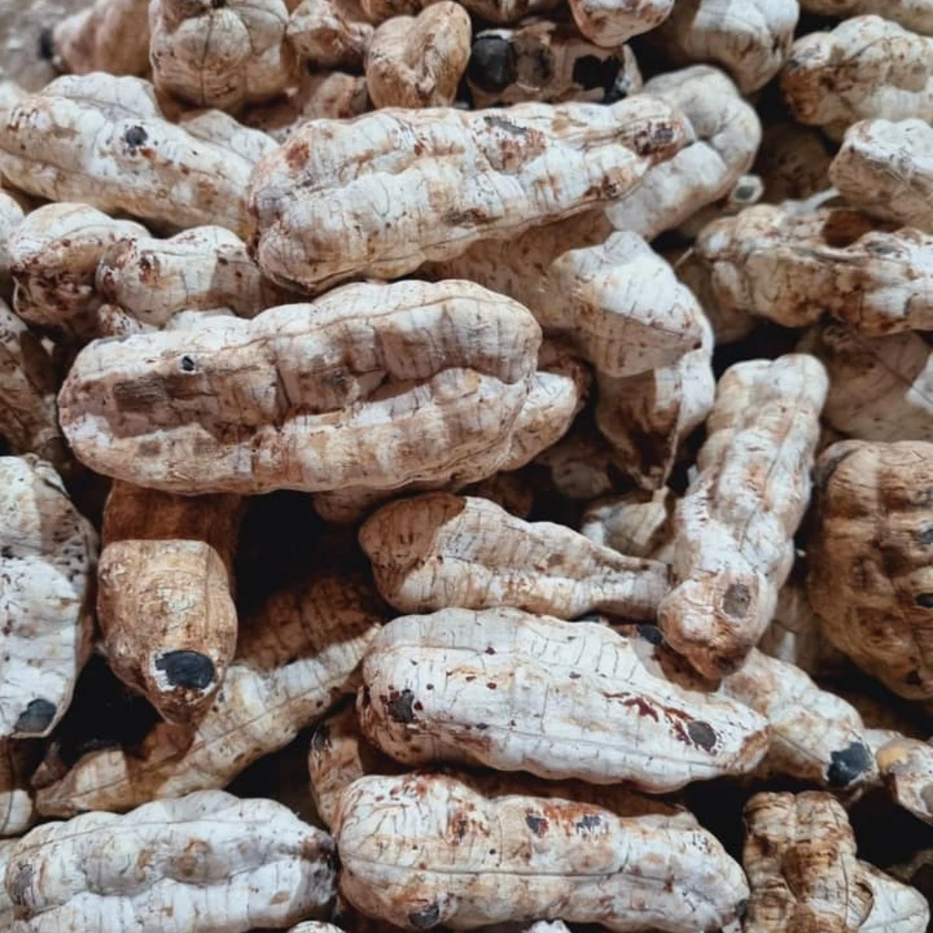 PREMIUM VIETNAMESE LONELY BANANA SEEDS – NINH THUẬN | WHOLESALE EXPORT 3