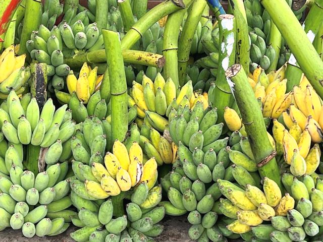 PREMIUM VIETNAMESE QUẢNG BÌNH HONEY BANANA – SWEET & AROMATIC | WHOLESALE EXPORT 2