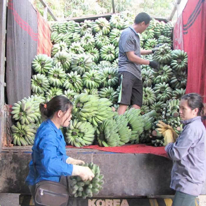 PREMIUM VIETNAMESE GRADE 1 DRIED BANANA 1KG – EXPORT QUALITY | WHOLESALE 3