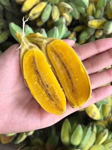 PREMIUM VIETNAMESE BEN TRE SAP BANANA – SPECIALTY SWEET & STARCHY BANANA | WHOLESALE EXPORT 4