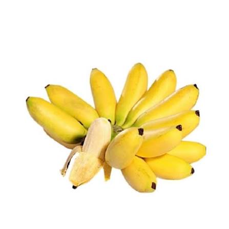 PREMIUM VIETNAMESE WHITE NGU BANANA – SWEET & AROMATIC | SPECIALTY FRESH FRUIT EXPORT