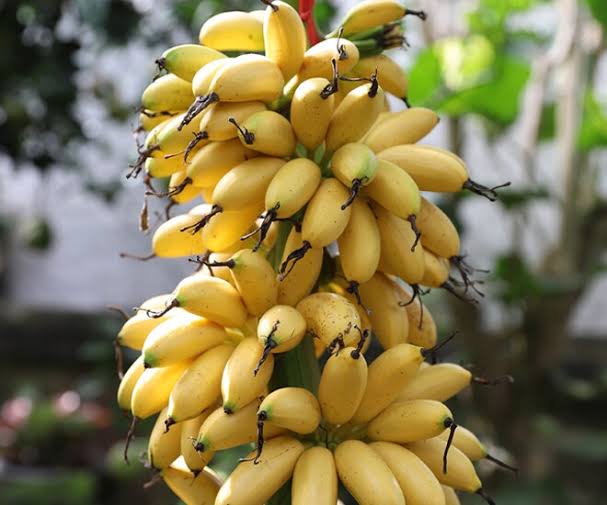 PREMIUM VIETNAMESE WHITE NGU BANANA – SWEET & AROMATIC | SPECIALTY FRESH FRUIT EXPORT 2