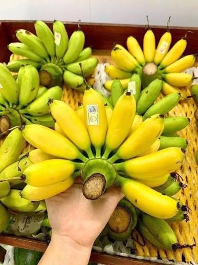 PREMIUM VIETNAMESE WHITE NGU BANANA – SWEET & AROMATIC | SPECIALTY FRESH FRUIT EXPORT 3