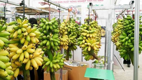 PREMIUM VIETNAMESE WHITE NGU BANANA – SWEET & AROMATIC | SPECIALTY FRESH FRUIT EXPORT 4