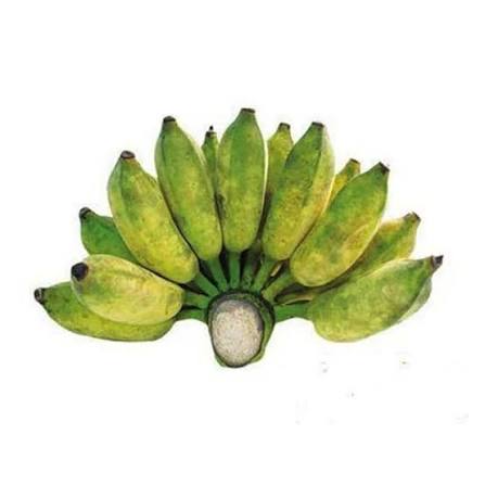 PREMIUM VIETNAMESE TIEN GIANG CHUOI SU BANANA – SWEET & AROMATIC | FRESH WHOLESALE EXPORT 3