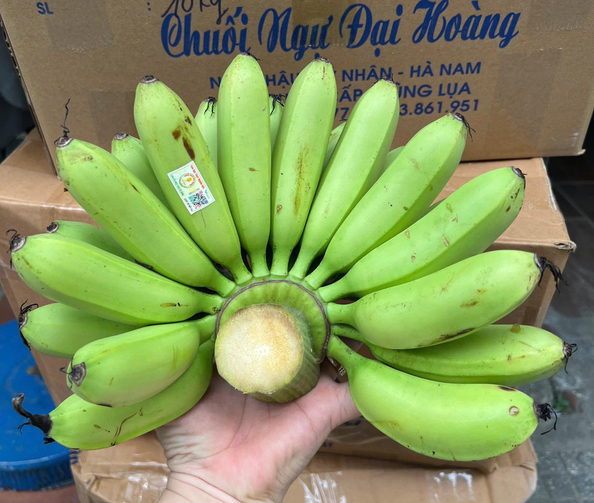 PREMIUM VIETNAMESE DAI HOANG NGU BANANA – SWEET & AROMATIC | SPECIALTY FRESH FRUIT EXPORT