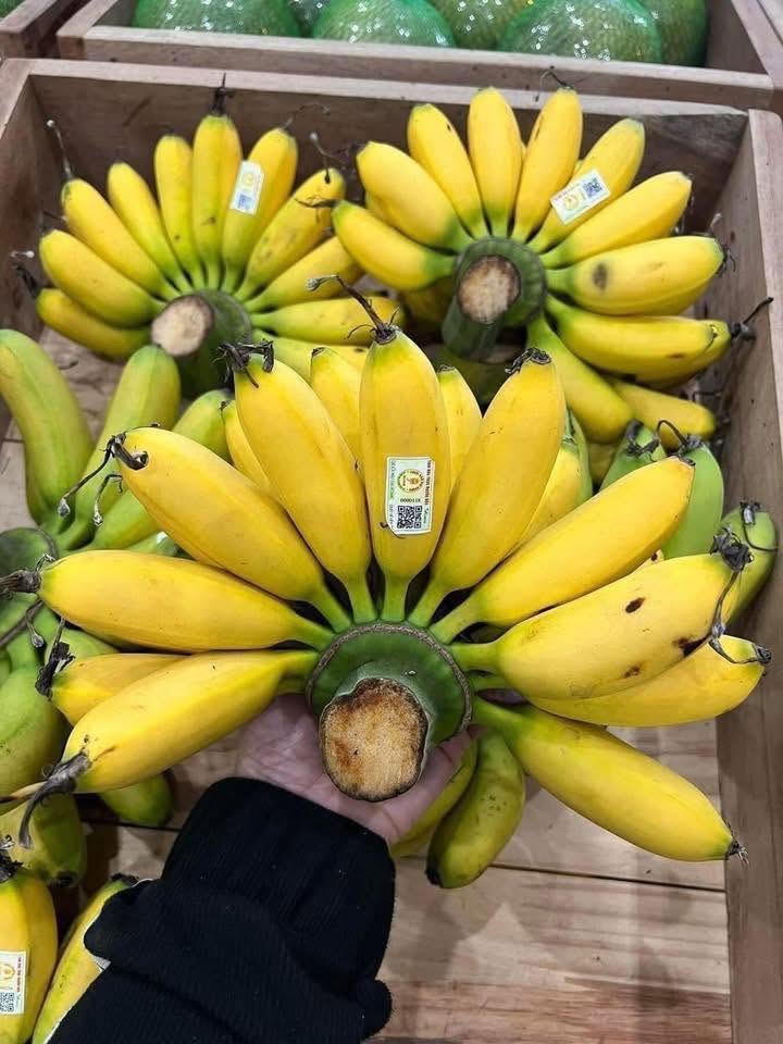 PREMIUM VIETNAMESE DAI HOANG NGU BANANA – SWEET & AROMATIC | SPECIALTY FRESH FRUIT EXPORT 2