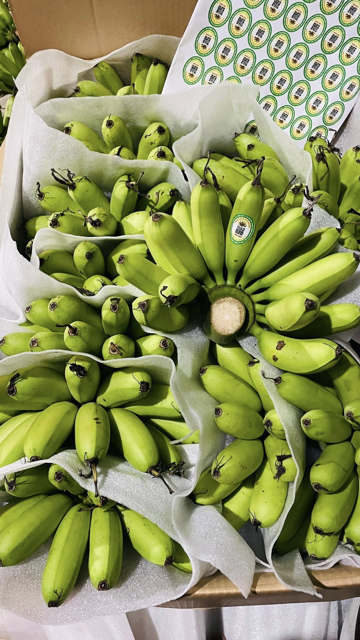 PREMIUM VIETNAMESE DAI HOANG NGU BANANA – SWEET & AROMATIC | SPECIALTY FRESH FRUIT EXPORT 3