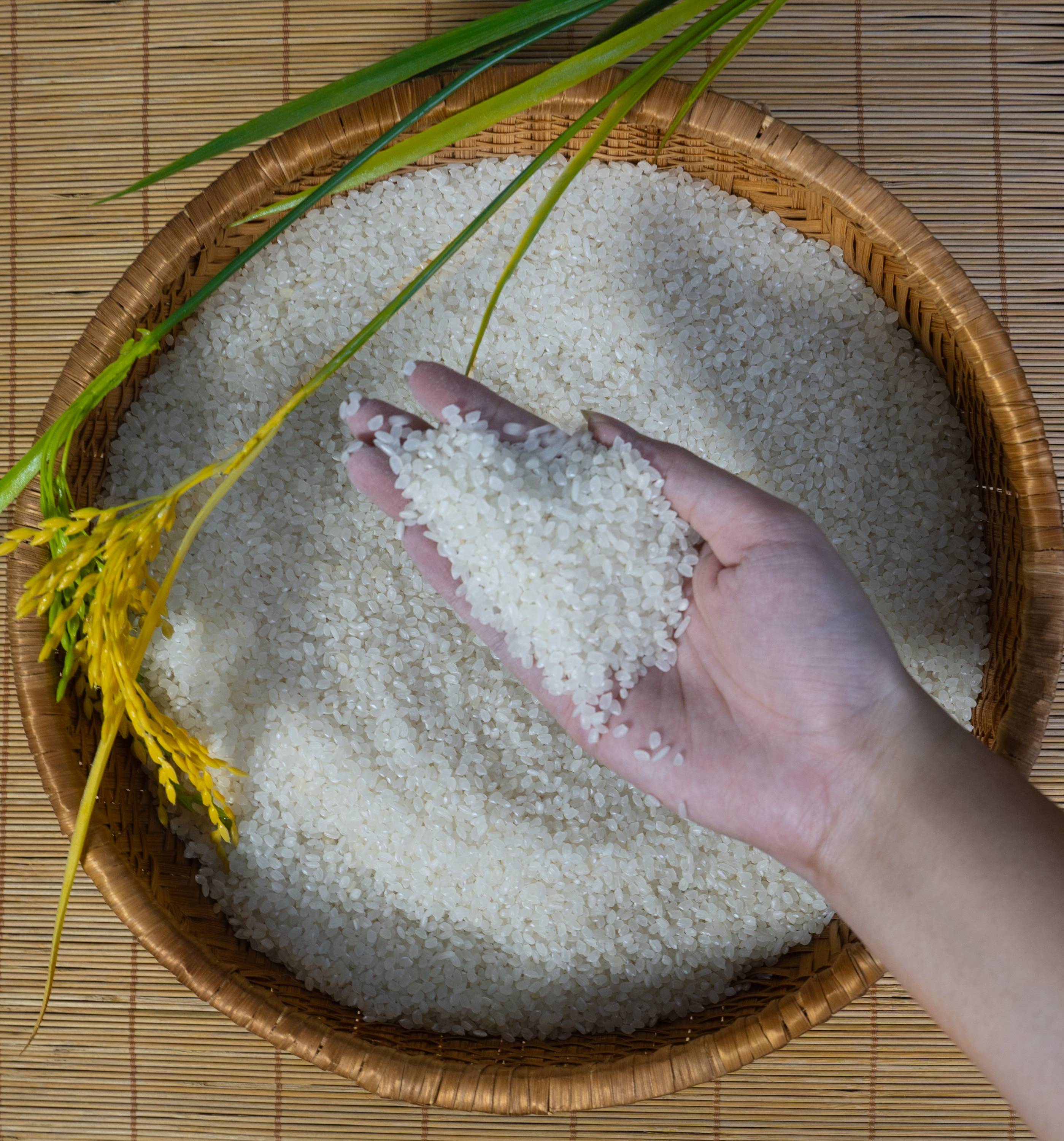 PREMIUM VIETNAMESE JAPONICA RICE – ROUND-GRAIN WHITE RICE | COMPETITIVE EXPORT SUPPLY 3