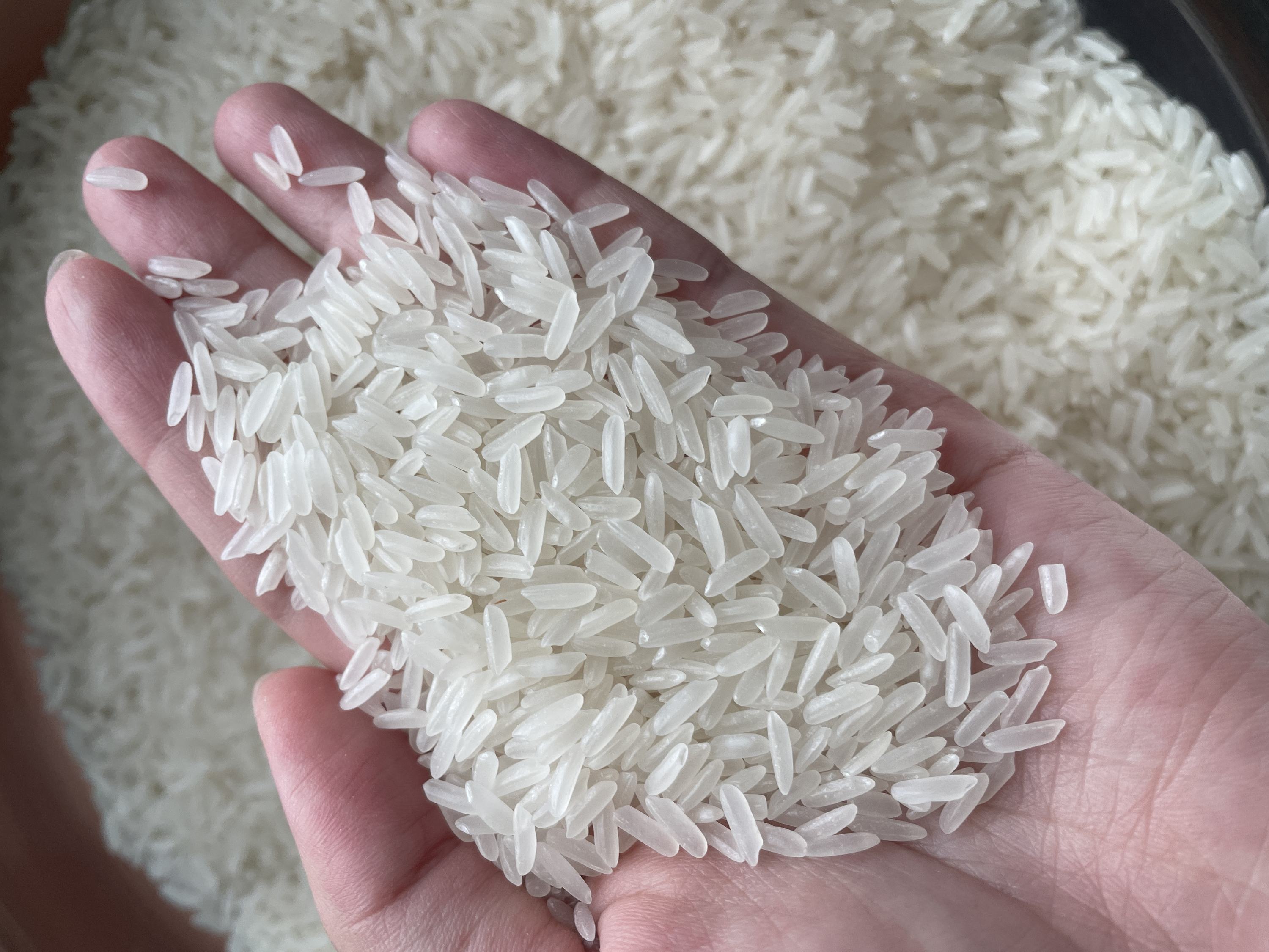 PREMIUM VIETNAMESE WHITE FRAGRANT RICE – MEDIUM GRAIN | 5% BROKEN, BULK DIRECT MILL EXPORT 4
