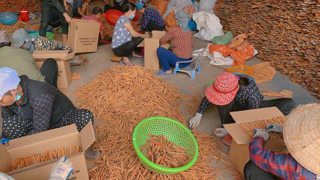 PREMIUM VIETNAMESE DRIED CINNAMON STICKS – 4% OIL | 13.5% MOISTURE 4
