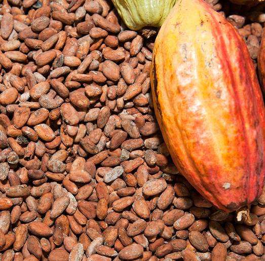 PREMIUM VIETNAMESE ORGANIC RAW COCOA BEANS – 100% COCOA BEANS – 25KG BULK BAG