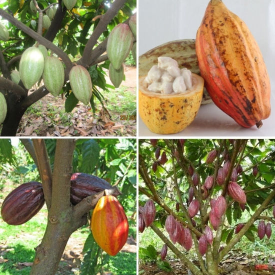 PREMIUM VIETNAMESE ORGANIC RAW COCOA BEANS – 100% COCOA BEANS – 25KG BULK BAG 2