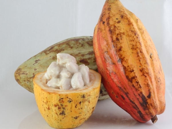 PREMIUM VIETNAMESE ORGANIC RAW COCOA BEANS – 100% COCOA BEANS – 25KG BULK BAG 4