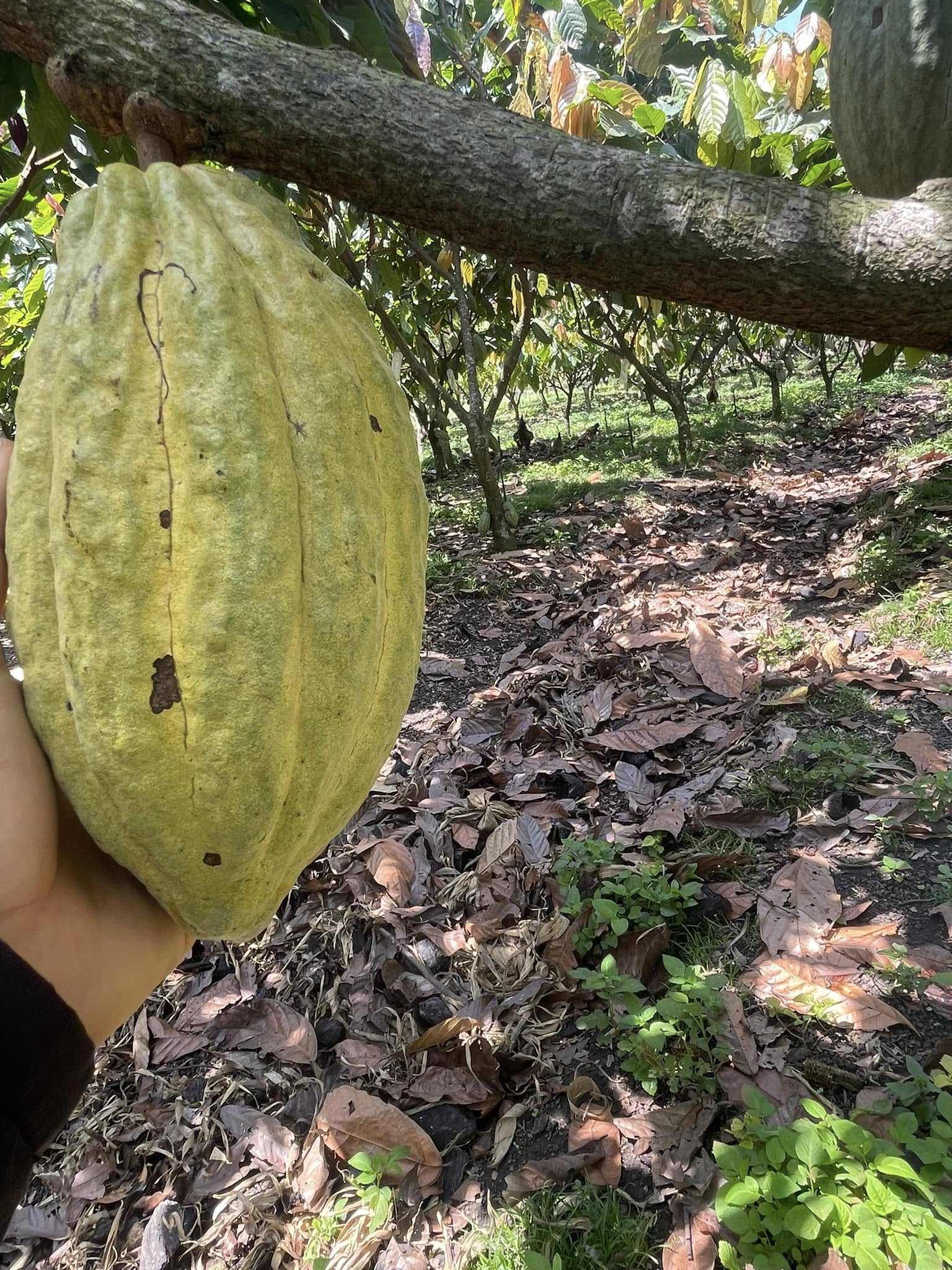 PREMIUM VIETNAMESE NATURAL ORGANIC COCOA BUTTER – BULK WHOLESALE 2