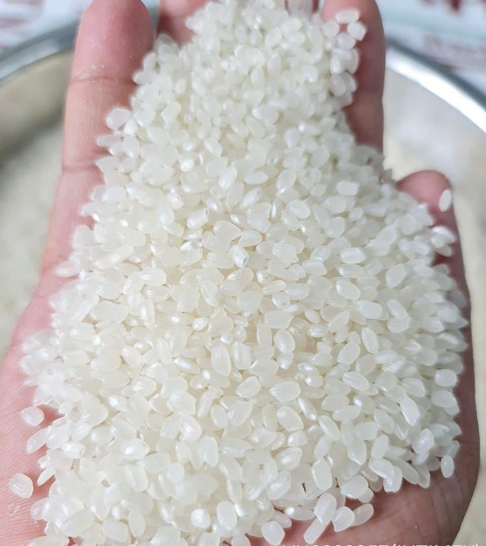 PREMIUM VIETNAMESE SHORT GRAIN JAPONICA RICE – 5% BROKEN – 50KG BOPP + PE 2