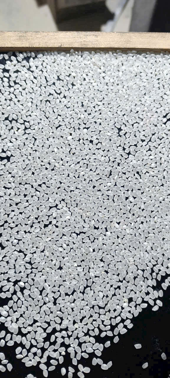 PREMIUM VIETNAMESE SHORT GRAIN JAPONICA RICE – 5% BROKEN – 50KG BOPP + PE 3