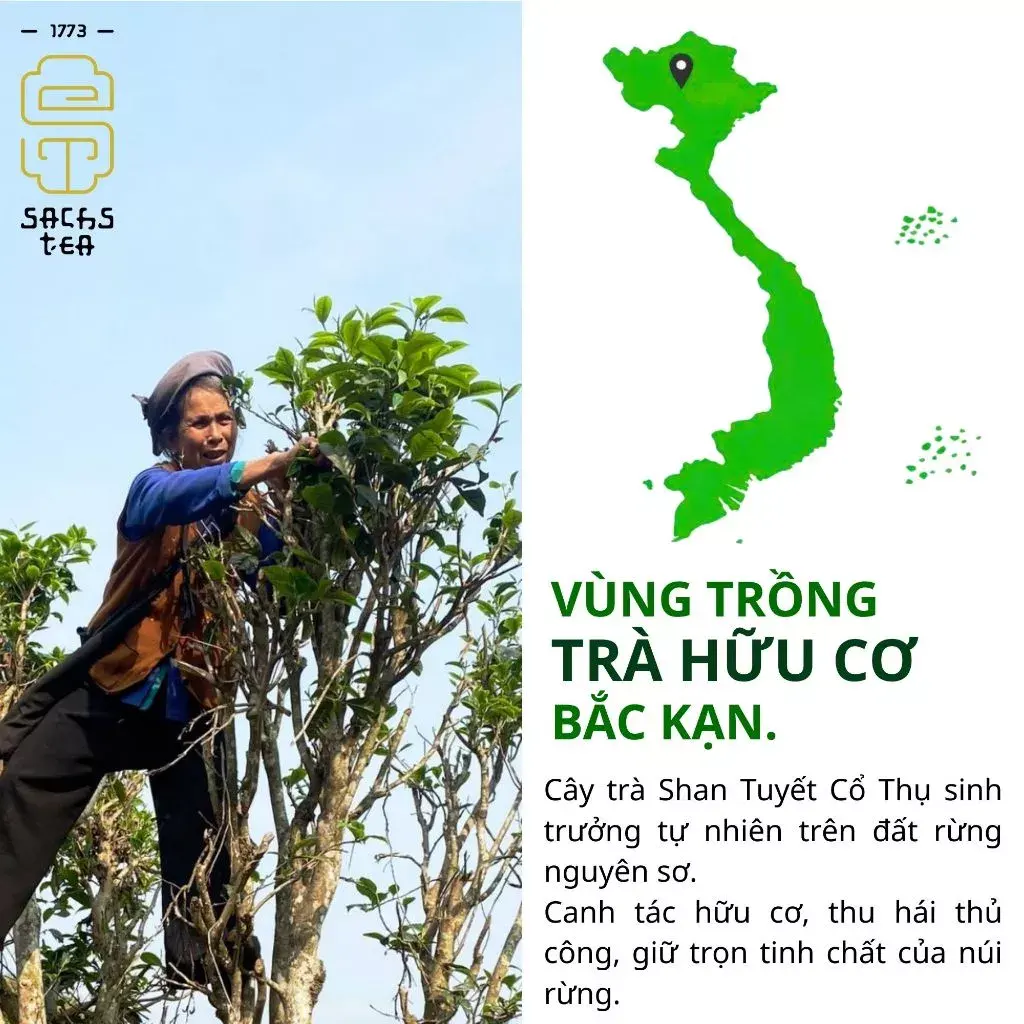 PREMIUM VIETNAMESE TRADITIONAL TUYET SON GREEN TEA – 100G – EXPORT SUPPLY 4