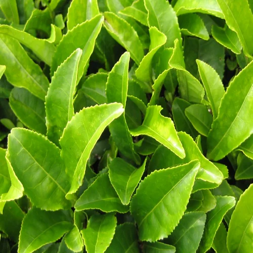 PREMIUM VIETNAMESE FRESH GREEN TEA LEAVES – HIGHLAND ORIGIN – EXPORT SUPPLY 2