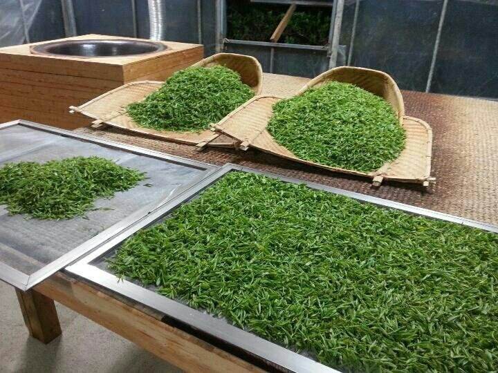 PREMIUM VIETNAMESE GREEN TEA – TOP QUALITY – WHOLESALE EXPORT TO EU, USA & UAE 4