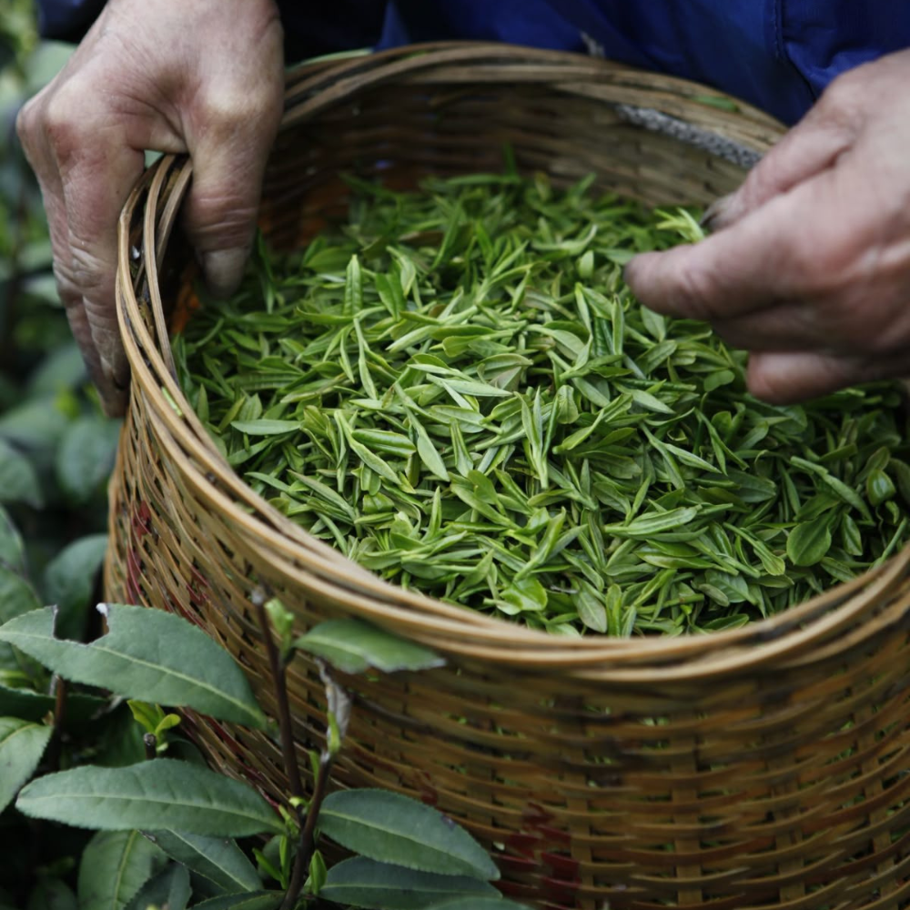 PREMIUM VIETNAMESE ORGANIC GREEN TEA – LOOSE-LEAF – OEM PRIVATE LABEL EXPORT SUPPLY