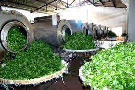 AFFORDABLE VIETNAMESE GREEN TEA – COMPETITIVE WHOLESALE PRICES – BULK EXPORT SUPPLY 4