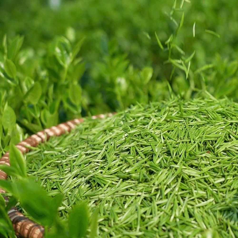PREMIUM VIETNAMESE GREEN TEA – NATURAL FLAVOR – COMPETITIVE BULK WHOLESALE EXPORT 4