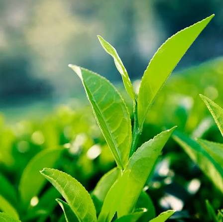 PREMIUM VIETNAMESE TRADITIONAL GREEN TEA – BULK CUP PACKAGING – COMPETITIVE WHOLESALE PRICES – EXPORT SUPPLY