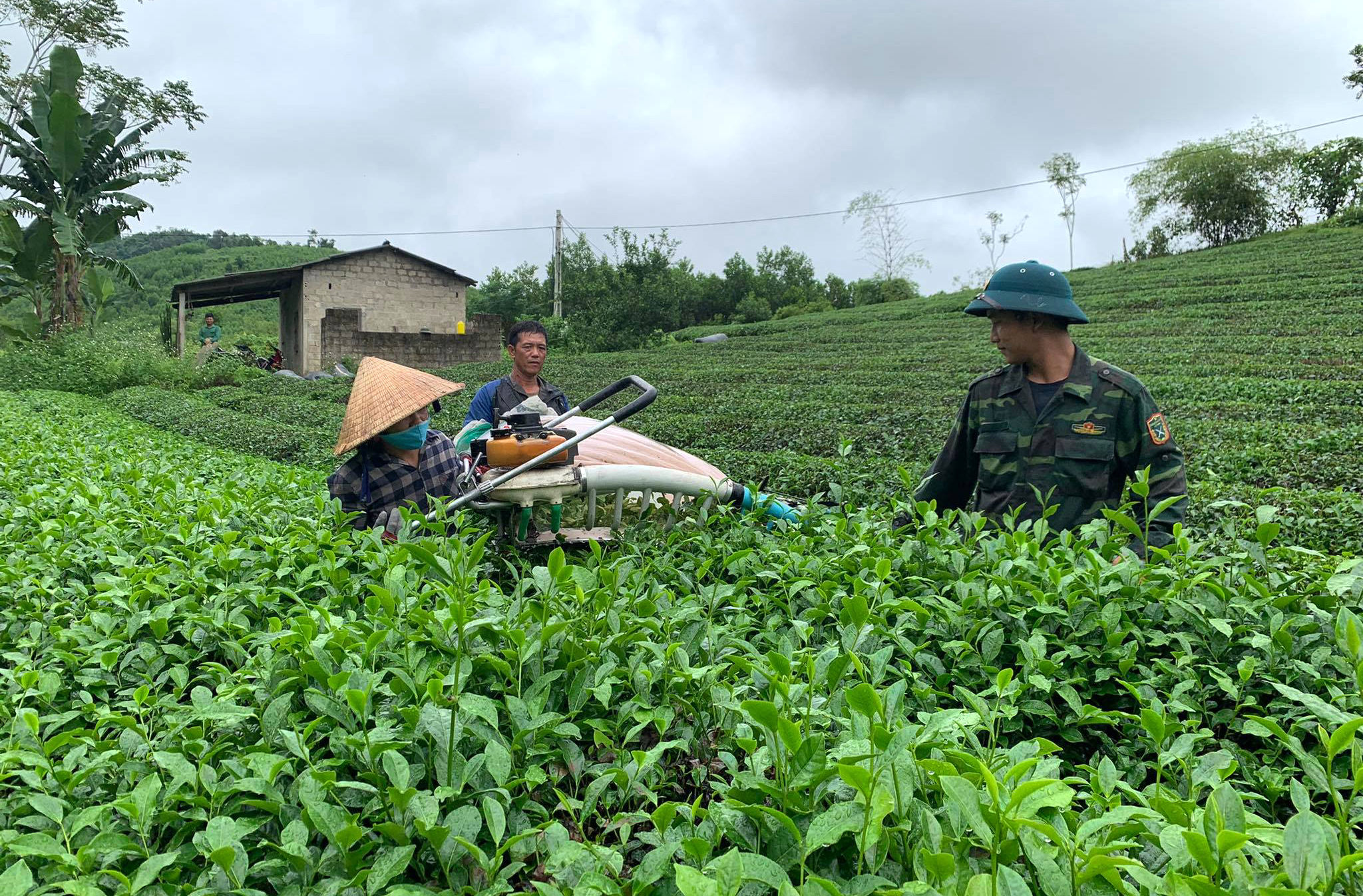 PREMIUM VIETNAMESE GREEN TEA AND BLACK TEA – FRESH OR DRIED TEA LEAVES – BULK WHOLESALE EXPORT SUPPLY 3
