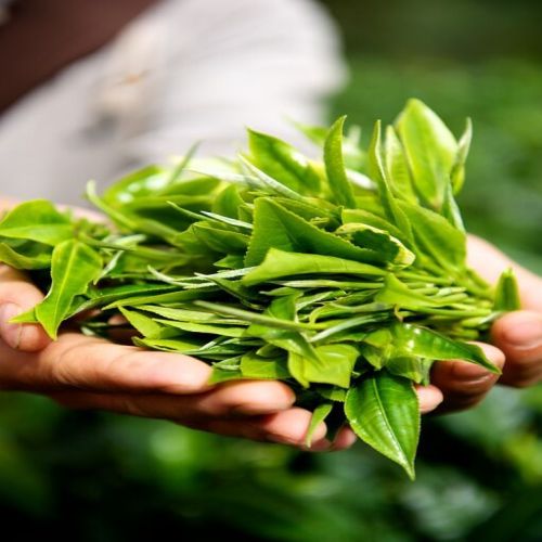 PREMIUM VIETNAMESE NATURAL GREEN TEA BLENDS – BULK AND RETAIL PACKAGING – B2B EXPORT SUPPLY 2