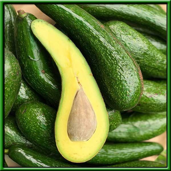 PREMIUM VIETNAMESE LONG-SHAPED AVOCADO – FRESH AVOCADO FRUIT – WHOLESALE EXPORT SUPPLY
