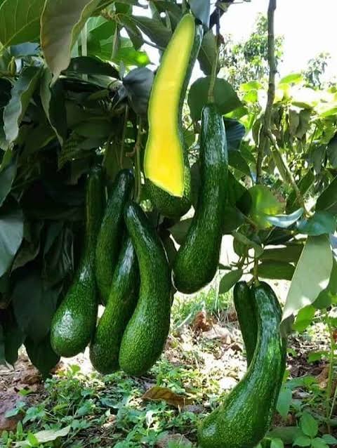 PREMIUM VIETNAMESE LONG-SHAPED AVOCADO – FRESH AVOCADO FRUIT – WHOLESALE EXPORT SUPPLY 2