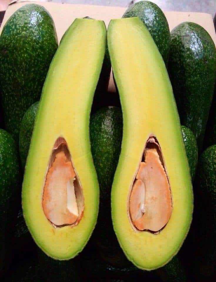 PREMIUM VIETNAMESE LONG-SHAPED AVOCADO – FRESH AVOCADO FRUIT – WHOLESALE EXPORT SUPPLY 4