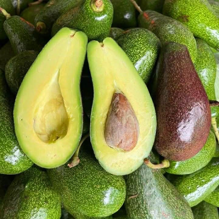 PREMIUM VIETNAMESE FRESH HASS AVOCADO – ORGANIC AVOCADO FRUIT – WHOLESALE EXPORT SUPPLY 4