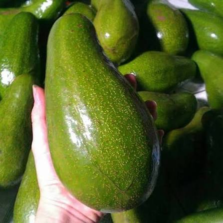 PREMIUM VIETNAMESE DAK LAK BUTTER AVOCADO – FRESH WHOLE FRUIT – WHOLESALE EXPORT SUPPLY